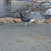 کبوتر دورگ
