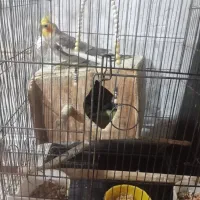 عروس هلندی|پرنده|لولمان, |دیوار