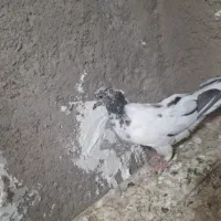 کبوتر  پرشی پاکستانی|پرنده|قم, شهرک مهدیه (مدرس)|دیوار