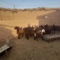 ۱۵ بره ماده قیمت توافقی|حیوانات مزرعه|رشتخوار, |دیوار