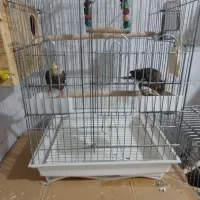 عروس هلندی|پرنده|آبپخش, |دیوار