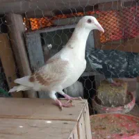 کبوتر هفترنگ مقلف