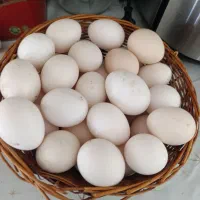 فروش تخم  نطفه دار