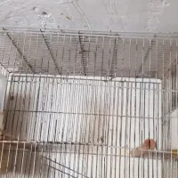 قفس پرنده|لوازم جانبی حیوانات|رشت, علی آباد|دیوار