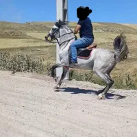 اسب کرد با شجره نوه کامران قدیری|اسب و تجهیزات اسب‌سواری|مشگین شهر, |دیوار