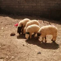 بره نر و ماده