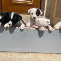 فروش تولع سگ