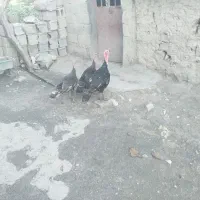 بوقلمون نر و ماده