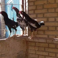 مرغ لاری|حیوانات مزرعه|جوادآباد, |دیوار