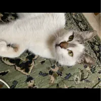 گربه گمشده در کارشناسان فرهنگ و وصال