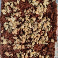 جوجه حلزون آلبینو آچاتیا