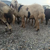 قوچ توقلی|حیوانات مزرعه|سیمین شهر, |دیوار