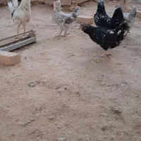 مرغ خروس گلین فول|حیوانات مزرعه|شاهین‌شهر, شهرک پردیس|دیوار