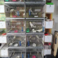 جوفت مولد تضمینی درجه یک|پرنده|بوکان, |دیوار