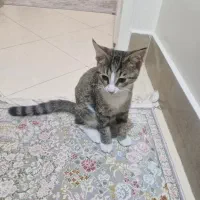 واگذاری گربه 3/5 ماده