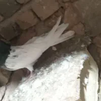 کبوتر کله ای درشت و کیشده فقد برای جوجه کشی خوبه