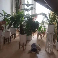 فروش انواع درختچه و گل