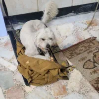 واگذاری سگ نژاد شیتزو