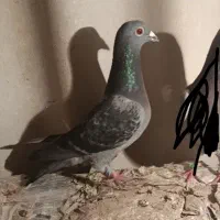 کبوتر باخت رفته