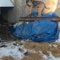 سگ سرابی ماده