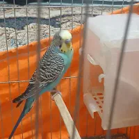 مرغ عشق سالم و خوش صدا