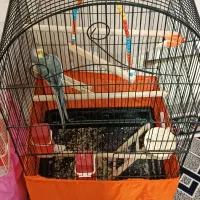 عروس هلندی نر با قفس بزرگ|پرنده|قرچک, شهرک طلائیه|دیوار