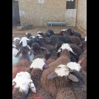 بره نر سبک علفخوار دامداری نجبائی