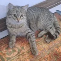 گربه نر۵ ماه|گربه|کرج, کرج نو|دیوار