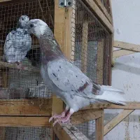 کفتر