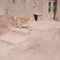 واگذاری سگ