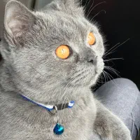 گربه اسکاتیش بلو ۷ ماهه نر