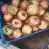 انار کلباد شیرین وشکری وآبدار