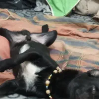 تعدادی حیوان خوشگل دنبال صاحب میگردن|فعالیت داوطلبانه|سبزوار, ایزی شهر|دیوار