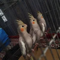 عروس هلندی نیمه دستی