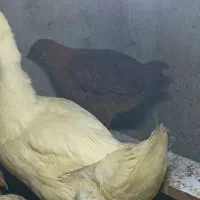 فروش. اردک یا معاوضه جوجه یا مرغ