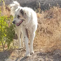 سگ نژاد افغان جوان گله ونگهبان