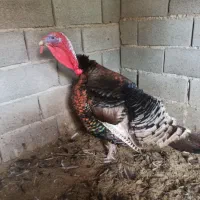 بوقلمون نر محلی