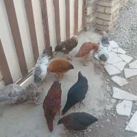 مرغ