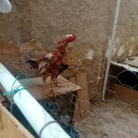 تخم مرغ لاری افغان