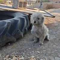 سگ خانگی پاکوتا