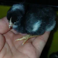 فروش جوجه امروک تخمگذار جوجه برهما اصیل