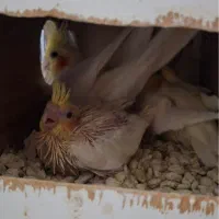 جوجه سرلاکی عروس هلندی لوتینو چشم شرابی