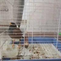 مرغ مینا جوان