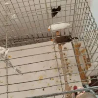 مرغ عشق فنج عروس