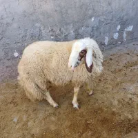 کاور ورن سنجابی|حیوانات مزرعه|سرپل ذهاب, |دیوار