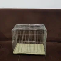 عروس هلندی پیدا شده