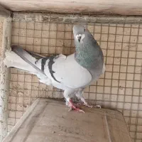 کبوتر ماده خرقه