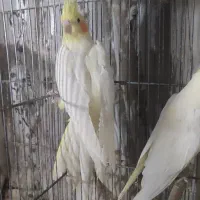 عروس هلندی لوتینوباجوجه|پرنده|قم, آذر (نکویی)|دیوار