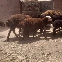 دو عدد بره ماده