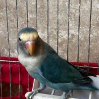 یک جفت طوطی برزیلی نر و ماده